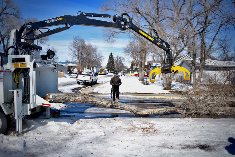 Tree Removal
